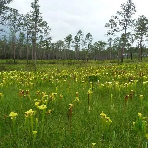 thumbnail for publication: Florida's Seepage Slope Wetlands